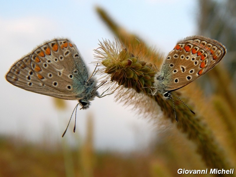 Dove vanno a dormire i Polyommatus icarus?